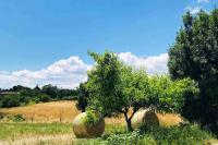 Villa mit Gartenblick