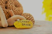 Sunrentals Bonaire - B&B Kralendijk