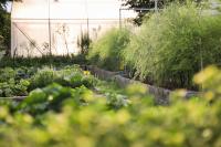 Green Me Organic Farm Khao Yai กรีนมี ออแกนิคฟาร์ม เขาใหญ่ - B&B