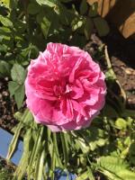 Driftwood Seagrass - B&B Par