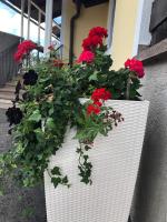 Art Chic - your exklusive stay - B&B Grödig