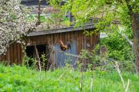 Gut Tausendbachl - Ferienwohnung Regen