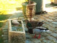 Appartamento Deluxe con 1 Camera da Letto