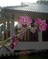 Apple Bungalows - Ferienwohnung Bang Saphan