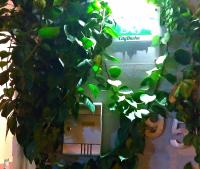 City Dacha - B&B Sliema