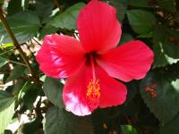 Suite Hibiscus