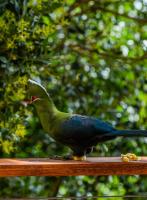 Forest Hill Wilderness - B&B Wilderness