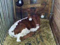 Appartement Hinterleiten - Ferienwohnung Wagrain