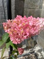 Willa ANTONÓWKA - B&B Kościelisko