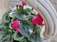 CASA O´PACIÑO - Bed and Breakfast Vigo