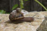 Le coeur du Lys - B&B Chissey-lès-Mâcon