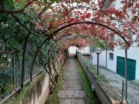 Appartamento Genziana - con vista piscina e garage - B&B