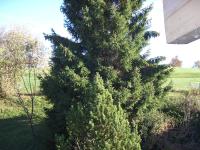 Studio with Garden View