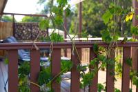 Wombat Forest Country Retreat - Chambres d’hôtes Trentham East