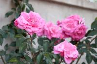 Apartments and Rooms Camaiore - B&B Rovigno