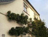 Ferienwohnung Fischerstieg - Ferienwohnung Maasholm