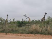 Crocodile Bend - B&B Mpakeni