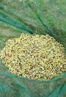 Agriturismo Fonte Belvedere - B&B Collesalvetti