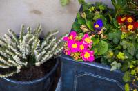 Meadow Cottage - B&B Bushmills