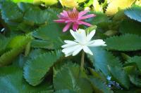 Villa papyrus - B&B Saint-François