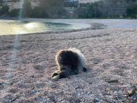 Haus mit 1 Schlafzimmer