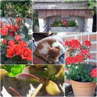 B&B 't Gezellig Huizeke - B&B Zoersel