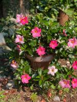 Appartamento - Piano Terra