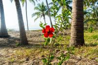 Hibiscus Beach House - Chambres d’hôtes Pangani