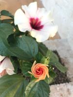 Villa Lucia - B&B Maruggio