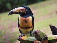 La Ceiba Tree Lodge - B&B Tilaran