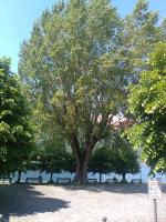 Uliveto - B&B Sulzano