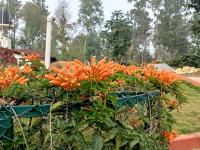 Coorg Kolamotte - B&B Gonikoppal