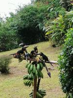 La Ceiba Tree Lodge - B&B Tilarán