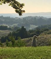 Aux Coteaux d'Aussac - Bed and Breakfast L'Honor-de-Cos