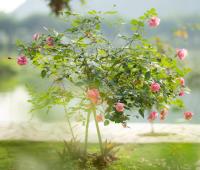 Serena riverside homestay - Tràng An - B&B