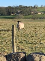 The Tiny Chapel with Hot Tub - Ferienwohnung Hexham