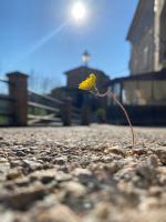 Da Monica - B&B Canneto