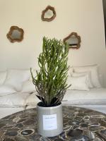 Casaceccu suite Vespa - B&B Monticello