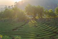 ไร่ชาดอยอินทนนท์ - Ferienwohnung Ban Khun Wang