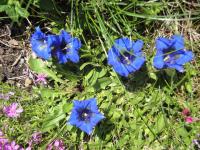 Ferienwohnung Springl - B&B Schönau a.Königssee