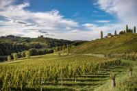 Ferienwohnungen Weingut Familie Danko - B&B Gamlitz