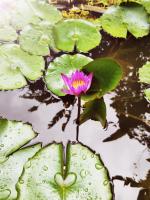 PLACE 236 - B&B Kandy