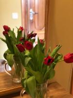 Pine Apartment - Ferienwohnung Šventoji