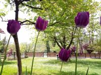 Zelene Kućice - B&B