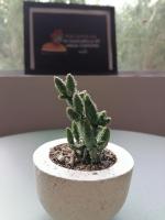 Hotel Muchá - Ferienwohnung Quetzaltenango