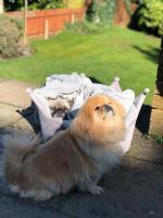 Westbourne Lodge Birmingham - B&B
