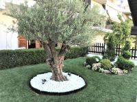 Amaryllis House - B&B