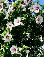 Appartement - Vue sur Jardin