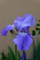 Camera Matrimoniale con Vista Giardino