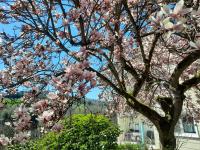 Rottgarten - Ferienwohnung Gelnhausen